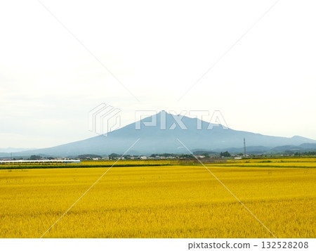 Golden rice ears and Mt. Iwaki Golden rice ears and Mt. Iwaki 132528208