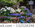Bunkyo Hydrangea Festival 132528398