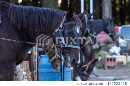 Scenery of horses being raised on a ranch Scenery of horses being raised on a ranch 132528416
