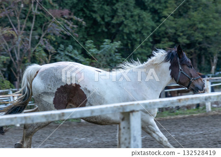 Scenery of horses being raised on a ranch 132528419