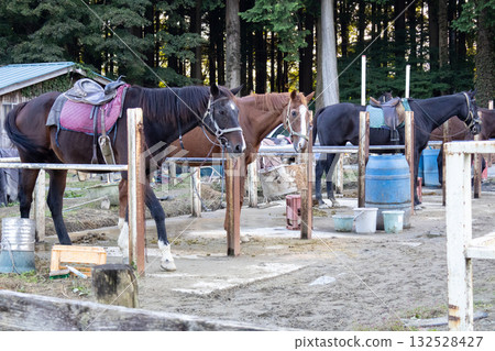 Scenery of horses being raised on a ranch Scenery of horses being raised on a ranch 132528427