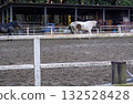 Scenery of horses being raised on a ranch 132528428