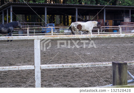 Scenery of horses being raised on a ranch 132528428