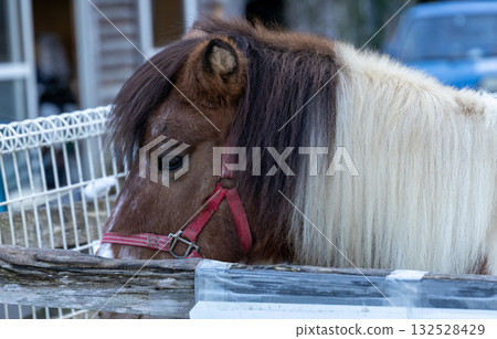 Scenery of horses being raised on a ranch Scenery of horses being raised on a ranch 132528429