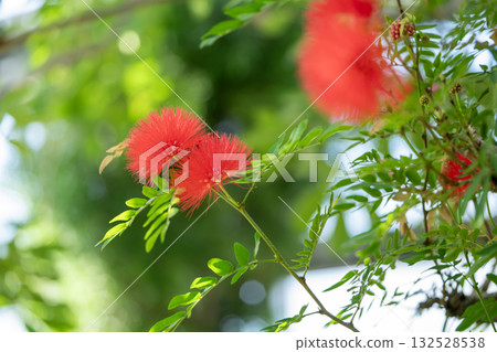 Red flowers of Calliandra haematocephala Red flowers of Calliandra haematocephala 132528538