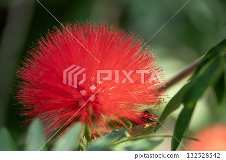 Red flowers of Calliandra haematocephala Red flowers of Calliandra haematocephala 132528542