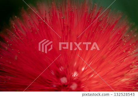 紅花卡利安德拉 132528543