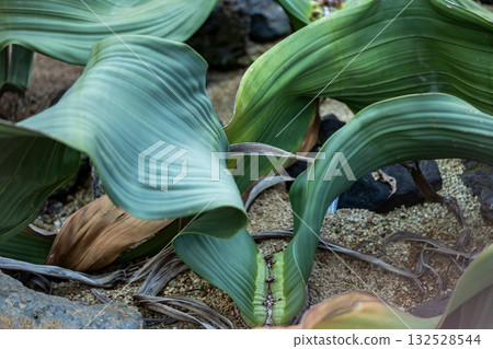 外面很奇妙 132528544