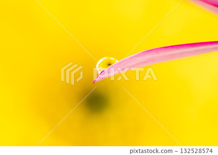 非洲菊和水滴 非洲菊和水滴 132528574