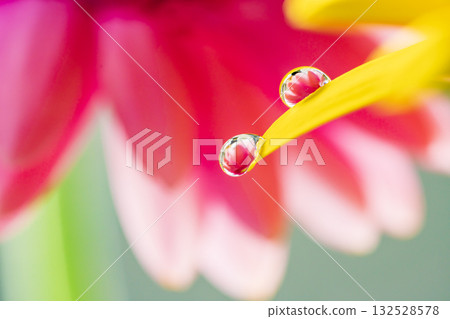 非洲菊和水滴 132528578