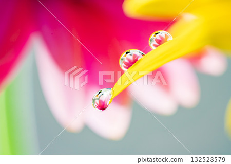 非洲菊和水滴 132528579