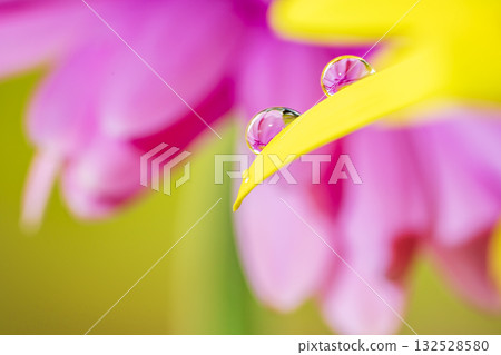 非洲菊和水滴 非洲菊和水滴 132528580