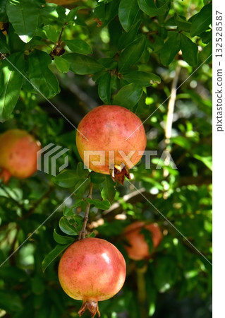 red pomegranate fruit red pomegranate fruit 132528587