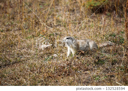 Beautiful long-tailed ground squirrel close up. Beautiful long-tailed ground squirrel close up. 132528594