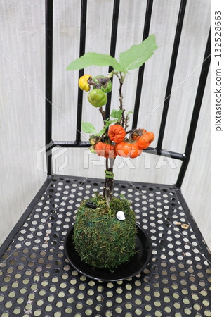 Solanum pumpkin Solanum pumpkin 132528663