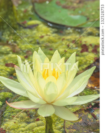 初夏時節，池塘裡盛開的蓮花 07 132528753