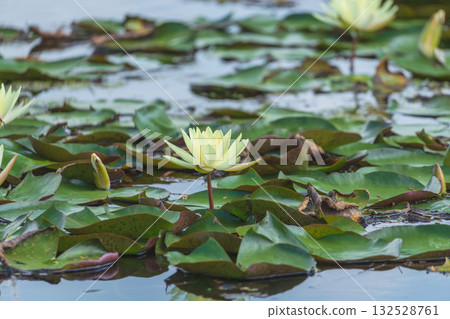 Lotus flowers blooming in a pond in early summer 15 Lotus flowers blooming in a pond in early summer 15 132528761