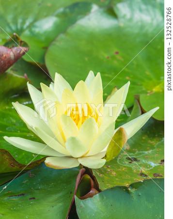 20 lotus flowers blooming in a pond in early summer 132528766