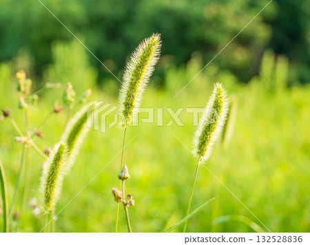 Early summer fields and mountains: Green foxtail shining in the morning sun 02 132528836