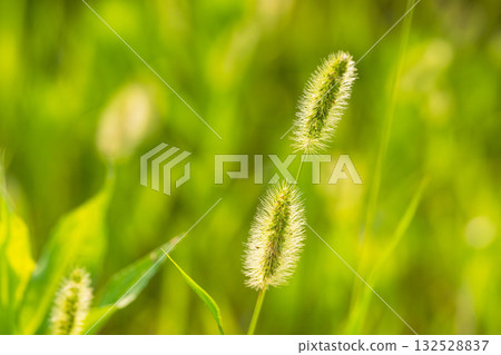 初夏的田野與山巒：晨曦中閃耀著綠色的狐尾草 03 132528837