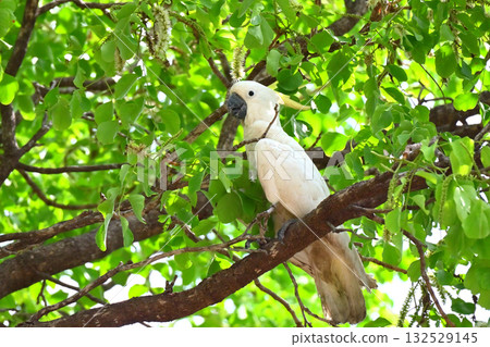 Wild kibatan Wild kibatan 132529145