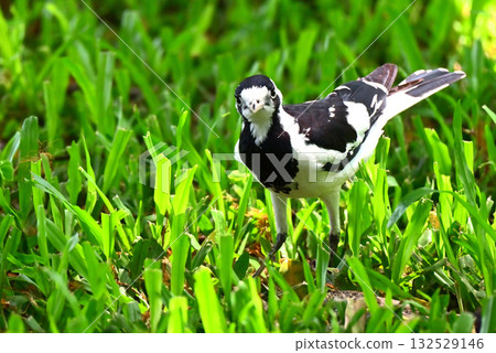 一隻可愛的單色地棲鳥 132529146