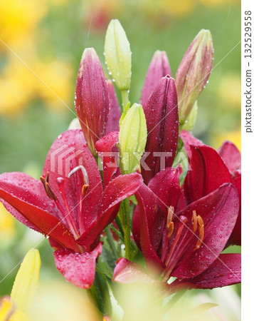 Gorgeous lily Gorgeous lily 132529558