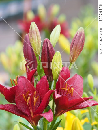 Gorgeous lily 132529566