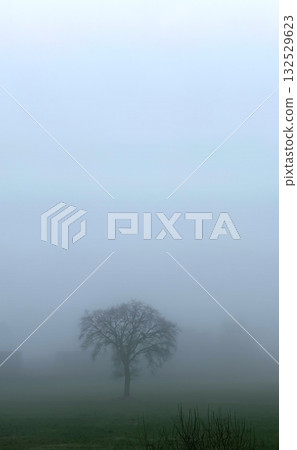 A Solitary Tree Standing in a Foggy and Mysterious Landscape Capturing Natures Mystique A Solitary Tree Standing in a Foggy and Mysterious Landscape Capturing Natures Mystique 132529623
