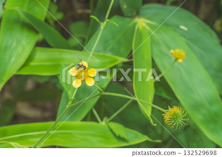 夏日山巒：白蘿蔔花、竹草和昆蟲 01 132529698