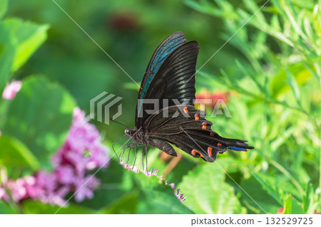 夏日森林:鈕扣花與鳳蝶 01 夏日森林:鈕扣花與鳳蝶 01 132529725