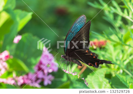 Summer forest: Buttonwort flowers and swallowtail butterfly 02 Summer forest: Buttonwort flowers and swallowtail butterfly 02 132529726