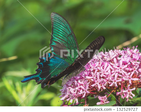 Summer forest: Buttonwort flowers and swallowtail butterfly 03 Summer forest: Buttonwort flowers and swallowtail butterfly 03 132529727