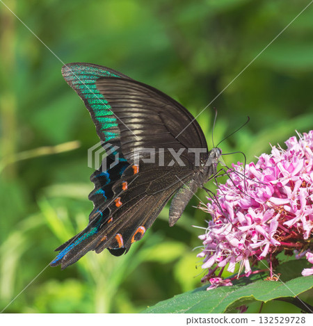 Summer forest: Buttonwort flowers and swallowtail butterfly 04 Summer forest: Buttonwort flowers and swallowtail butterfly 04 132529728