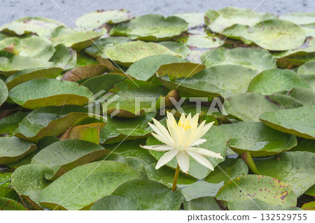 夏雨中，一隻蜻蜓停在池塘裡的蓮花上 06 132529755