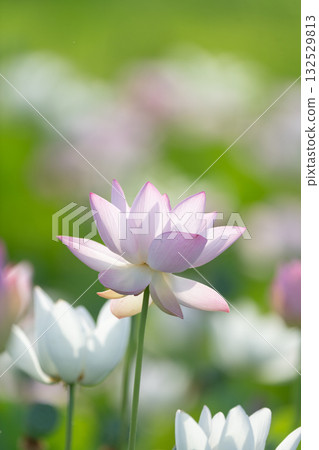 Lotus flower  132529813