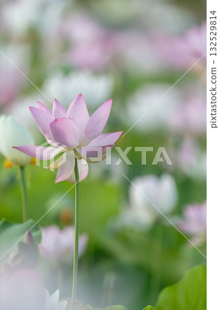 Lotus flower  132529814