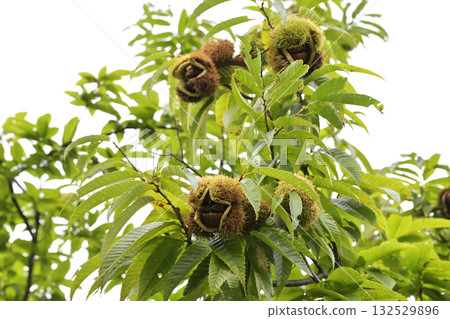 板栗樹 板栗樹 132529896