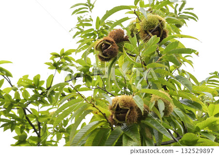 Chestnut tree Chestnut tree 132529897