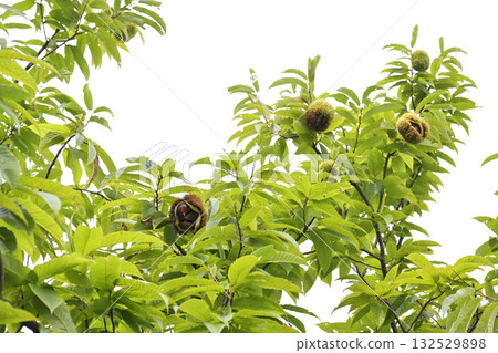 Chestnut tree 132529898