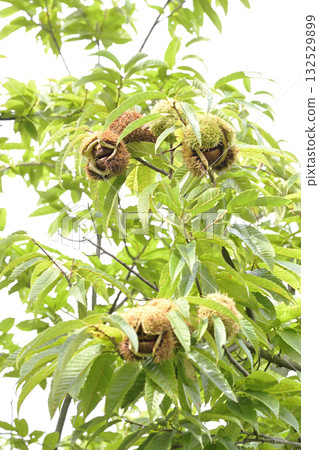 板栗樹 132529899