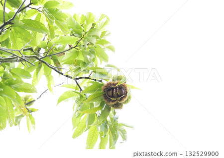 板栗樹 板栗樹 132529900