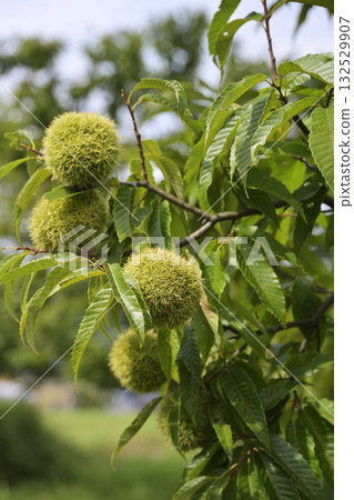 Chestnut tree 132529907