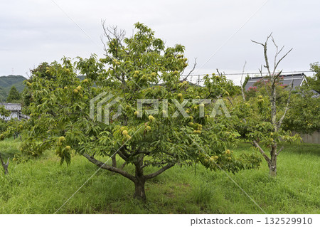 Chestnut tree 132529910
