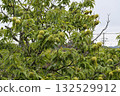 板栗樹 132529912