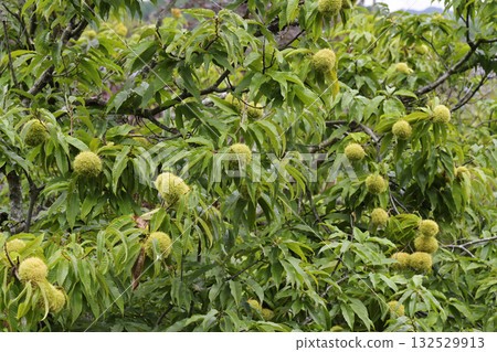 Chestnut tree 132529913