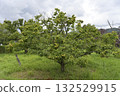 板栗樹 132529915