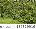 板栗樹 132529916