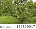 板栗樹 132529917