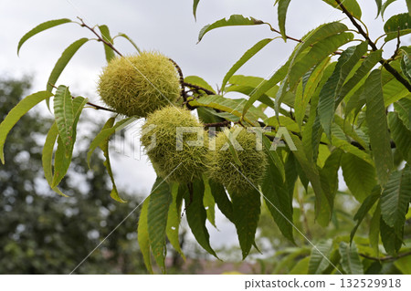 Chestnut tree 132529918